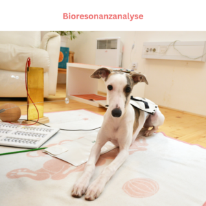 Bioresonanzanalyse